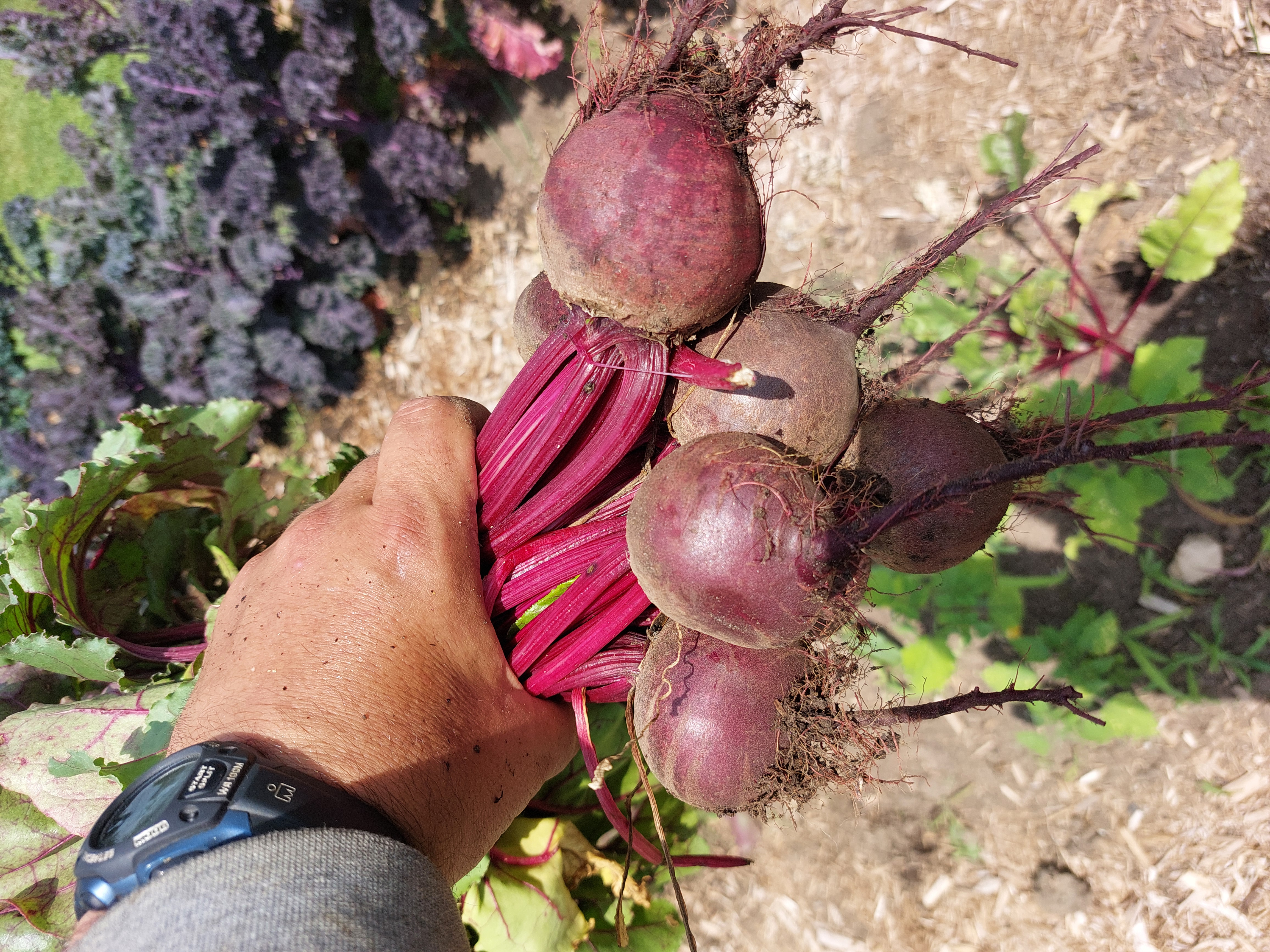 Handful of Beets